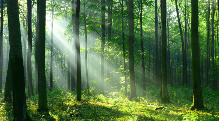 Sustainability Image